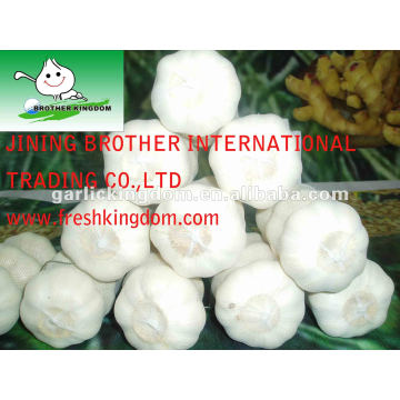 new crop Chinese pure white garlic packed in carton